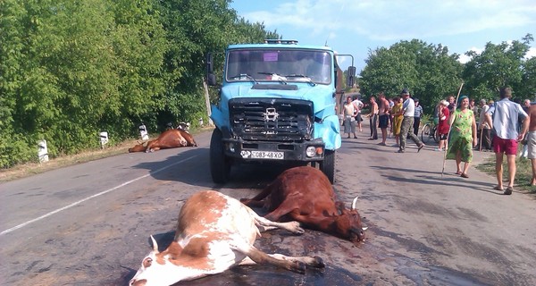 Фермеры будут подавать в суд на водителя, сбившего стадо коров