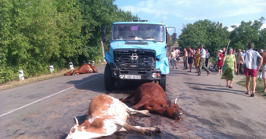 Фермеры будут подавать в суд на водителя, сбившего стадо коров