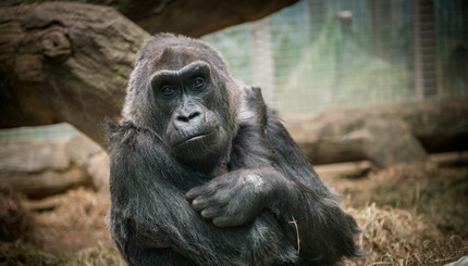 В США умерла старейшая в мире горилла