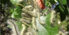 Севастополь атакуют прожорливые американские гусеницы