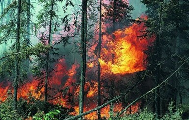 Онлайн-конференция: Кто виноват в лесных пожарах в Крыму?