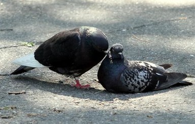 Заммэра Сум предложил напоить птиц вином и вывезти из города, пока они спят