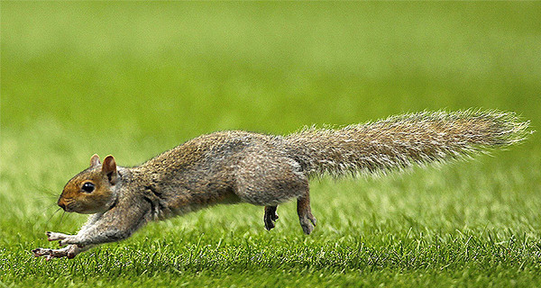 Белки мешают соревнованиям по пляжному волейболу на Олимпиаде