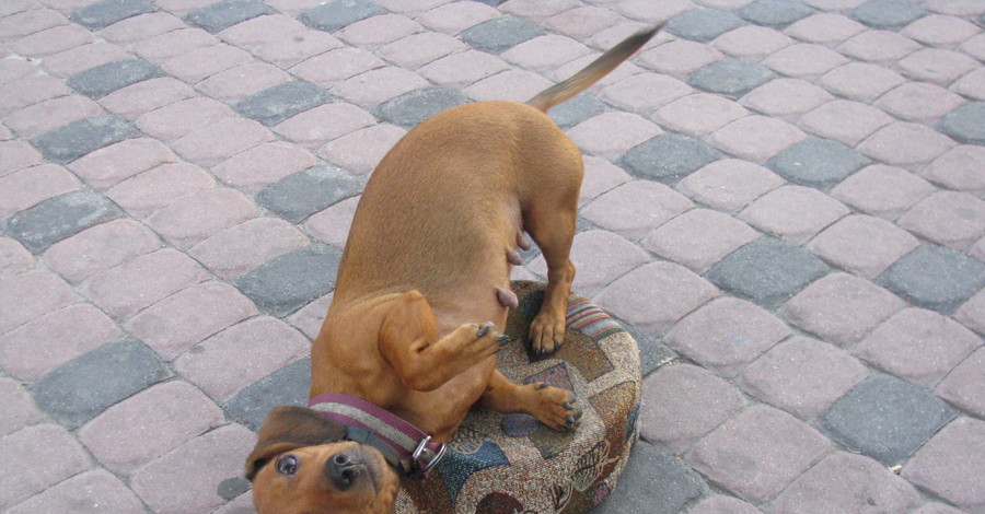 Такса Сосиска посвятила олимпийцам свои спортивные достижения