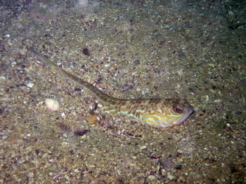 В Одессе отдыхающих жалят ядовитые драконы