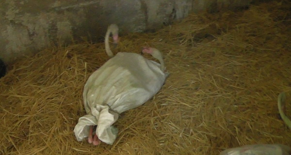 В одесский зоопарк попали контрабандные фламинго