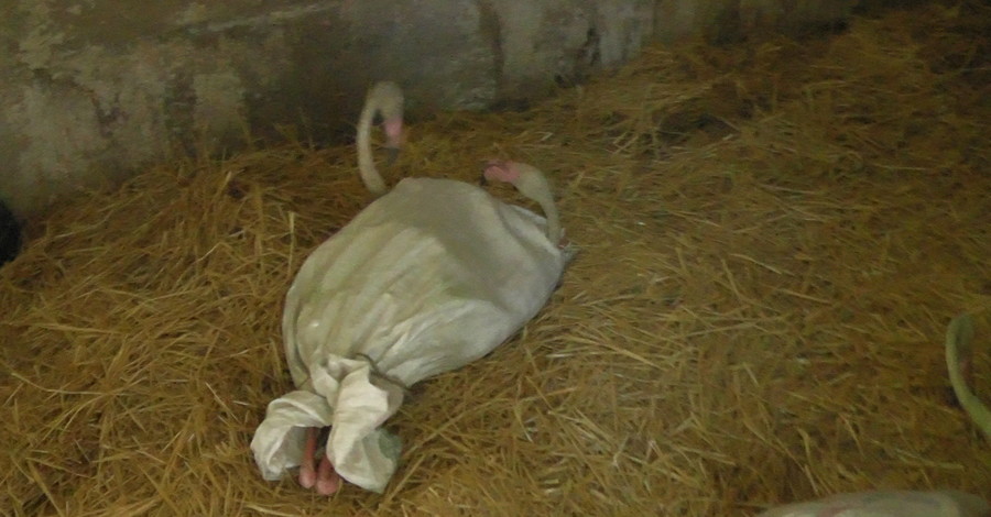 В одесский зоопарк попали контрабандные фламинго