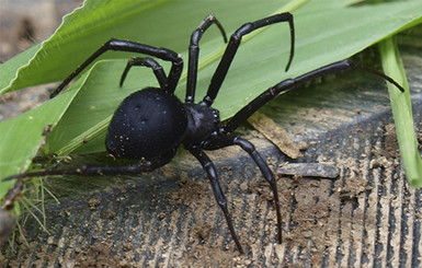 В Судаке к женщине в постель залез каракурт - пострадавшую откачивали в реанимации