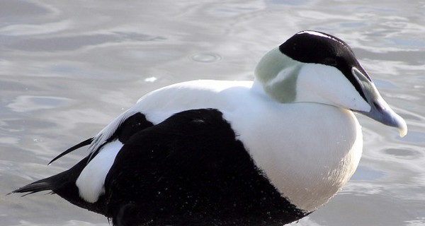 В Приазовье  прилетели  птицы тундры