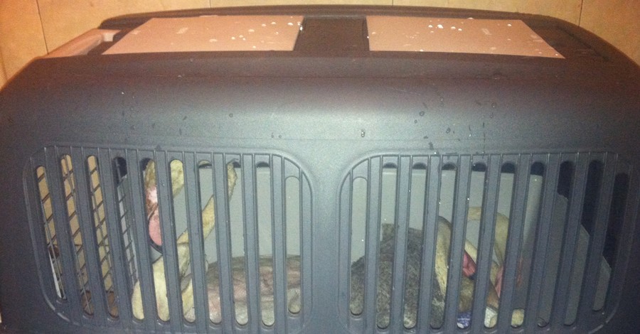 Женщина, привезшая замученных фламинго, говорит, что птиц заказывал зоопарк