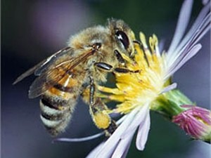 В Прикарпатье мужчина умер от укусов пчел