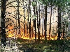 В Херсонской области горел лес: пострадали пять человек