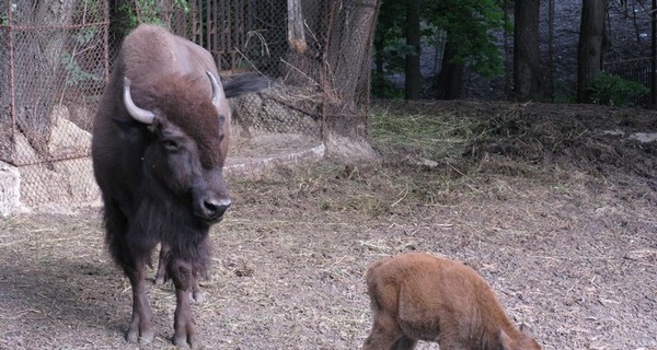 В зоопарке родился бизончик