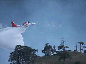 Поджигателю Ялтинского заповедника грозит 12 лет тюрьмы