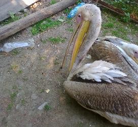 Экологи нашли в Харькове подпольный зоопарк
