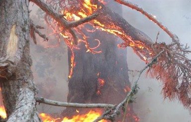Заповедник в Ялте сжег Чудак с Тернопольщины