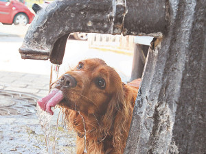 В поисках чистого бювета, или Где в Киеве воды напиться