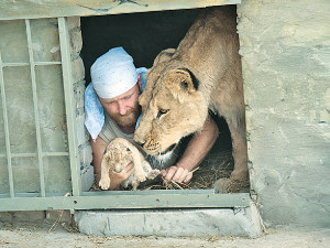 У львицы-рекордсменки Кати родился котенок