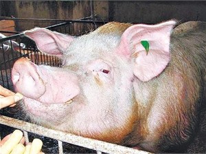 Хряк Фунтик живет в вольере с собственным душем и работает фотомоделью