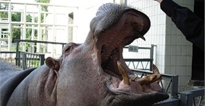 Столичная бегемотиха попадет в Книгу рекордов