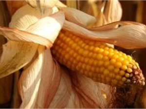 В Украине жара уничтожает урожай кукурузы