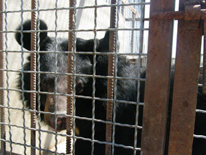 Измученных мишек из передвижного цирка приютили в сафари-парке 