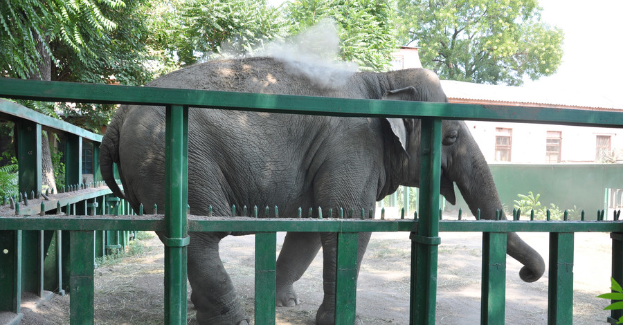 В одесском зоопарке слонов кормят замороженными арбузами