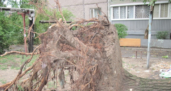 Непогода в Харькове: ветер ломал деревья