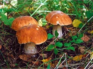 В Крыму запретили продавать грибы