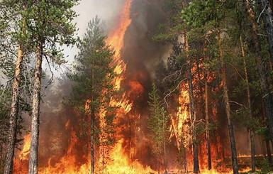 На Херсонщине бушует лесной пожар