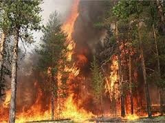 В Херсонской области пылает лес, есть жертвы и разрушения