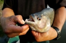 Львовские рыбаки выловили в водохранилище огромных пираний