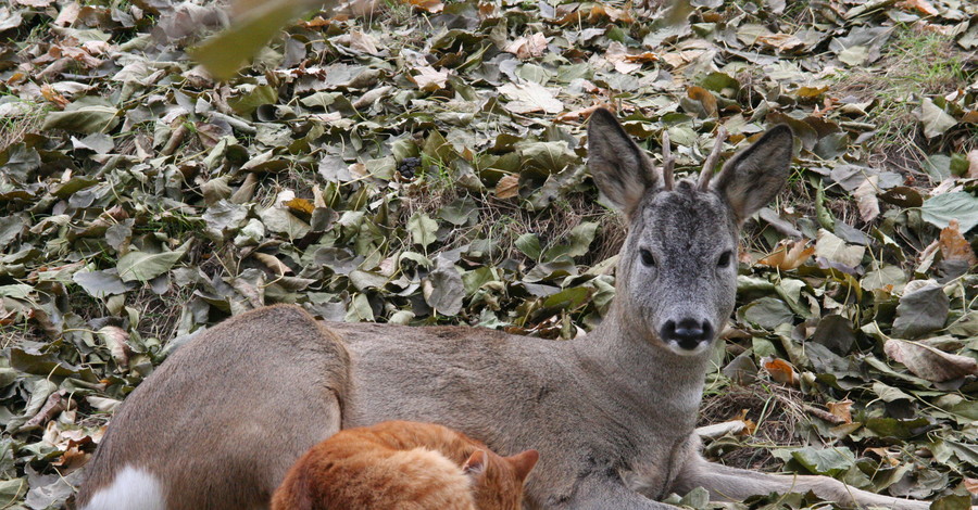 В одесском зоопарке косуля подружилась с котом, а поросенок с козой
