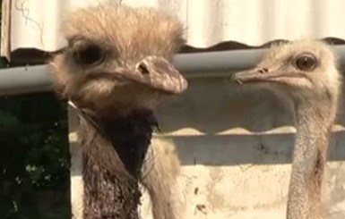 Под Запорожьем неизвестные расстреляли страусов - птицы тяжело ранены