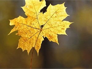 Синоптики обещают украинцам раннюю осень