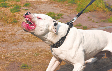 В Желтых Водах бульдог загрыз младенца 