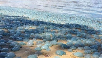 В Австралии на берег выбросило тысячи голубых медуз
