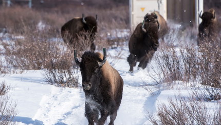 Спустя 130 лет в Канаду вернулись лесные бизоны