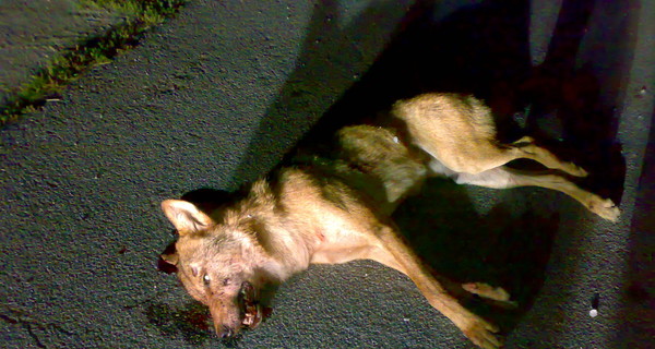 Кошмар в Славутиче: обезумевший волк покусал людей и джип