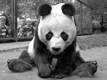 В Берлине скончалась самая старая в мире панда