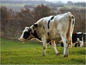 В Запорожской области сибирскую язву удалось локализовать