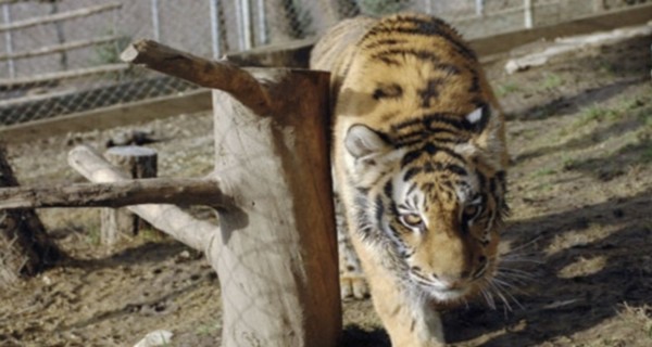 В Германии тигр загрыз насмерть смотрительницу зоопарка