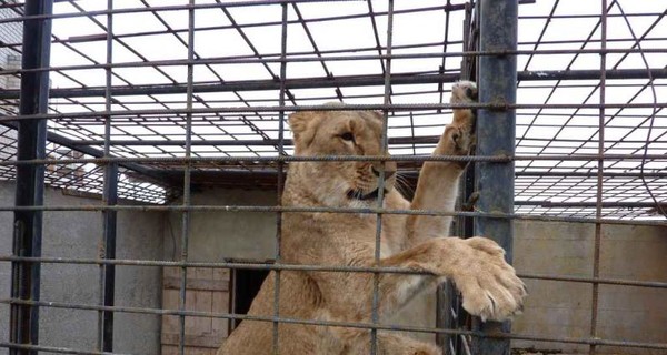 В зоопарке на Херсонщине родились львы редкой породы