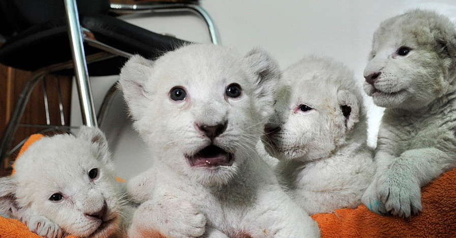 В Крыму впервые редкие белые львы будут расти в 