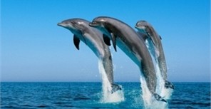 Загадочная гибель дельфинов в Крыму: в смерти морских животных обвиняют военных