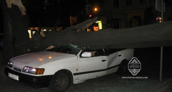 В Одессе рухнувшие деревья раздавили четыре машины