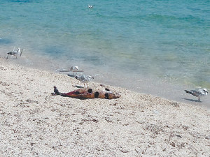 Дельфины в Черном море гибнут из-за военных учений?