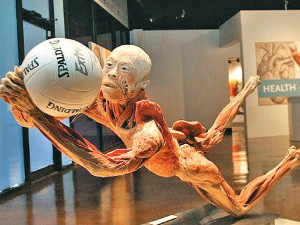 Наглядная анатомия