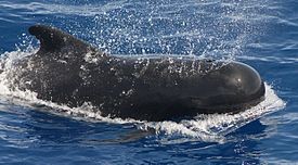 В Шотландии на берег выбросились 26 китов-гринд