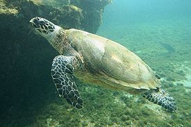 Ветеринары пытаются спасти морскую черепаху, пострадавшую от урагана в США